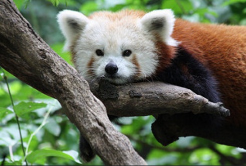 panda roux central park