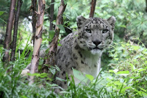 leopard central park